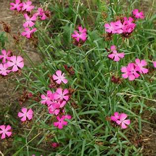 Hvozdík kartouzek (Dianthus carthusianorum)