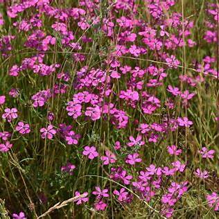 Hvozdik kropenaty Dianthus deltoides