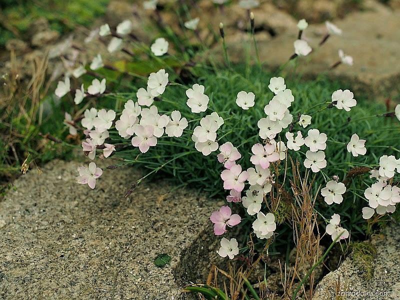 Hvozdík pérovitý (Dianthus plumarius)