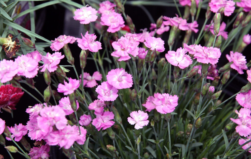 Hvozdík sivý (Dianthus gratianopolitanus, syn. D. caesius)