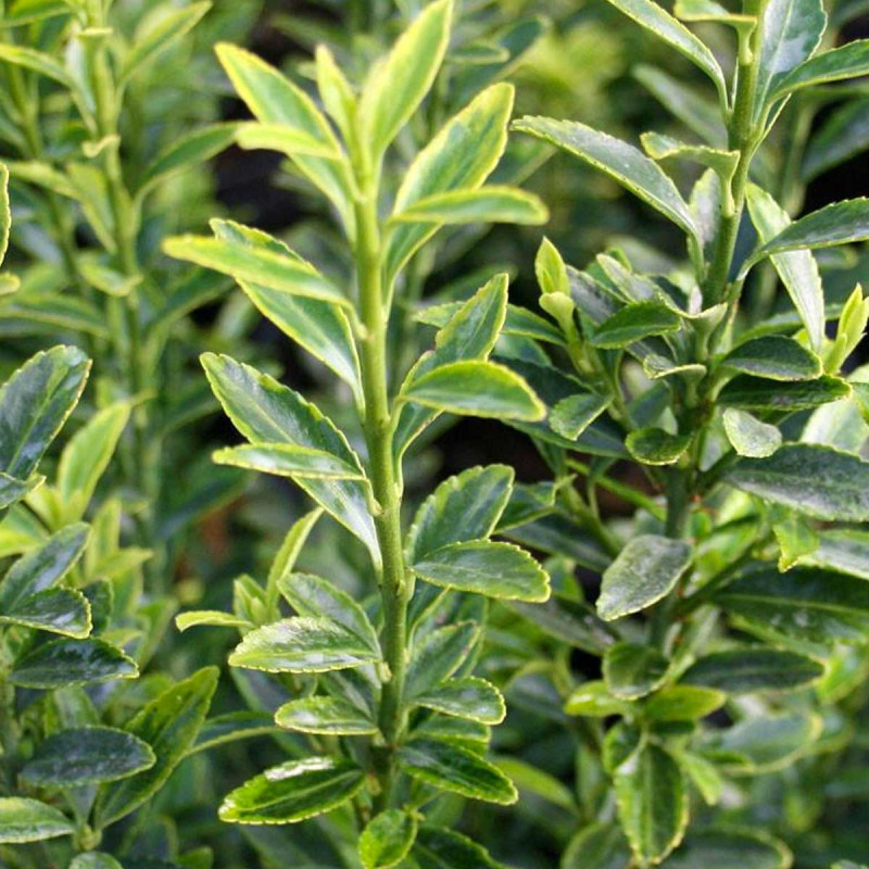 Brslen japonský 2 'Macrophyllus Albus'