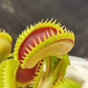 Mucholapka (Dionaea muscipula)