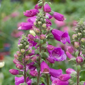 Náprstník červený (Digitalis purpurea)