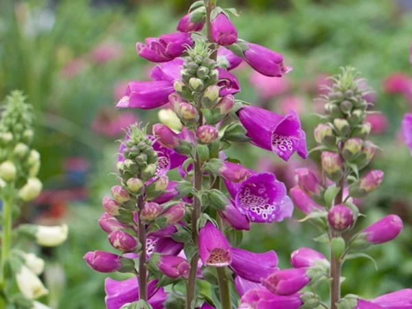 Náprstník 1 Náprstník červený (Digitalis purpurea) s purpurovými zvonky a tmavšími skvrnami uvnitř