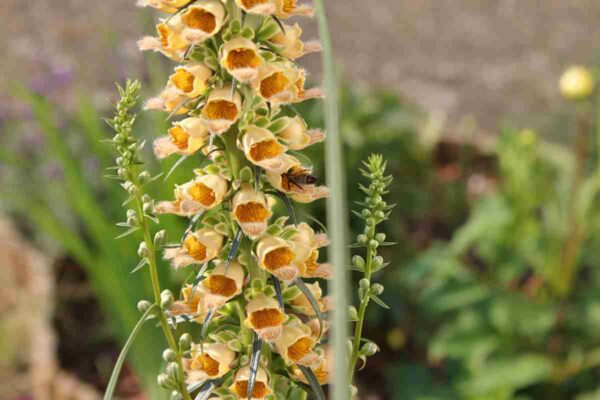 Náprstník 2 Náprstník rezavý (Digitalis ferruginea) s hnědočervenými žlutohnědě žilkovanými zvonky