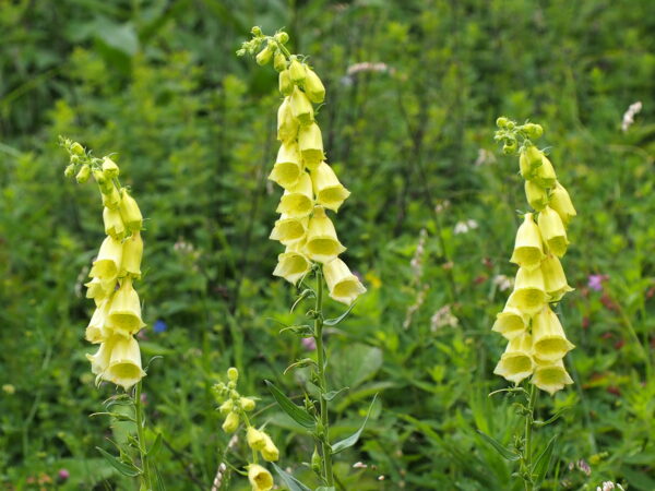 Náprstník 3 Náprstník velkokvětý (Digitalis grandiflora) se světle žlutými až 5 cm dlouhými květy