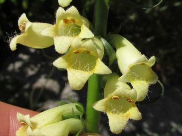 Náprstník 4 Náprstník žlutý (Digitalis lutea) s drobnými citronově žlutými květními trubkami