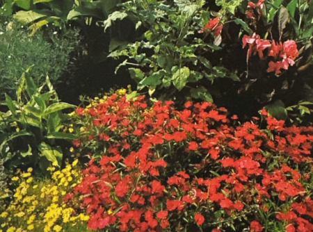 Karafiát 'Firestorm'