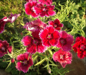 Hvozdík karafiát (Dianthus caryophyllus)