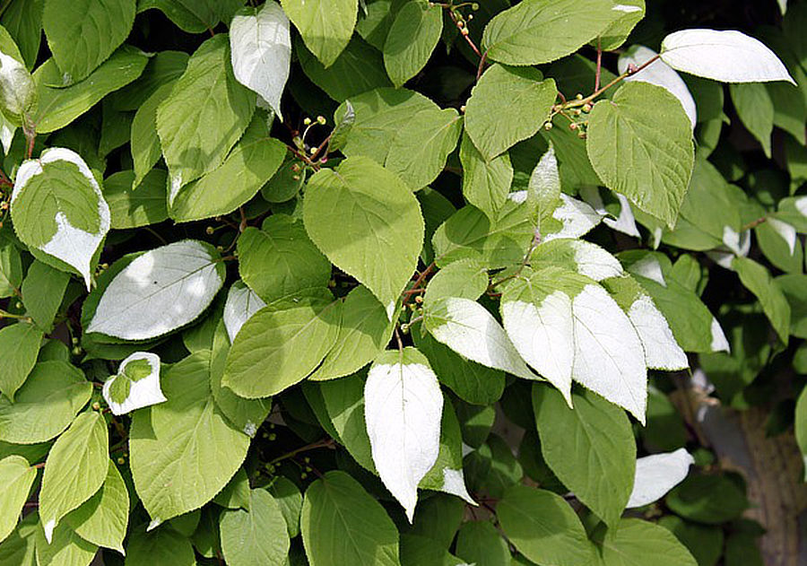 Aktinidie stříbrná (Actinidia polygama)