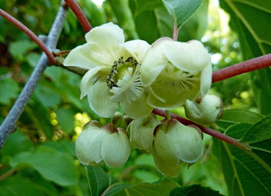 Aktinidie význačná (Actinidia arguta)
