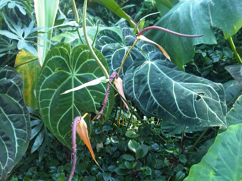 Toulitka 3 Anthurium crystallinum