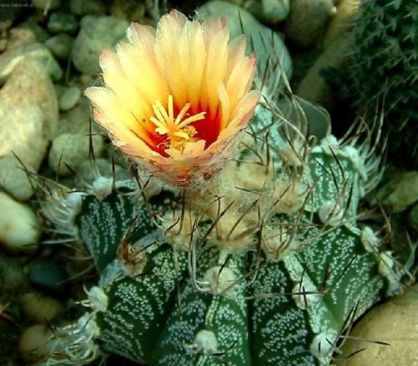 Biskupská čepice 4 Astrofytum ozdobné (Astrophytum ornatum)