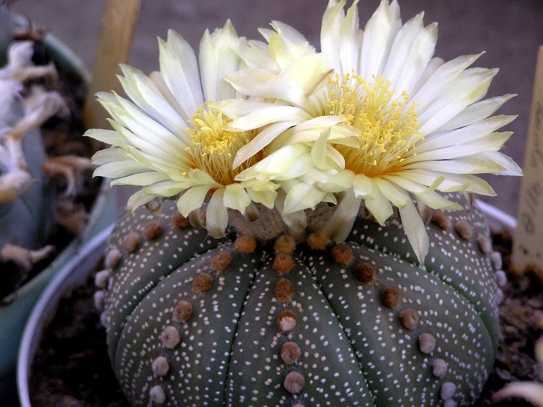Biskupská čepice 1 Astrofytum hvězdovité (Astrophytum asterias)
