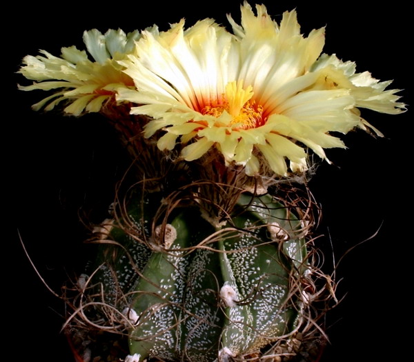 Biskupská čepice 2 Astrofytum kozorohé (Astrophytum capricorne)