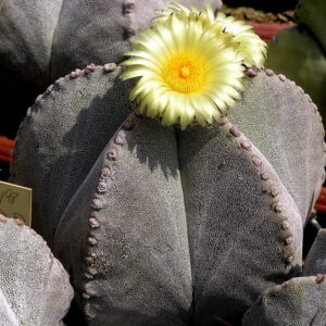 (Astrophytum myriostigma) „biskupská čepice“