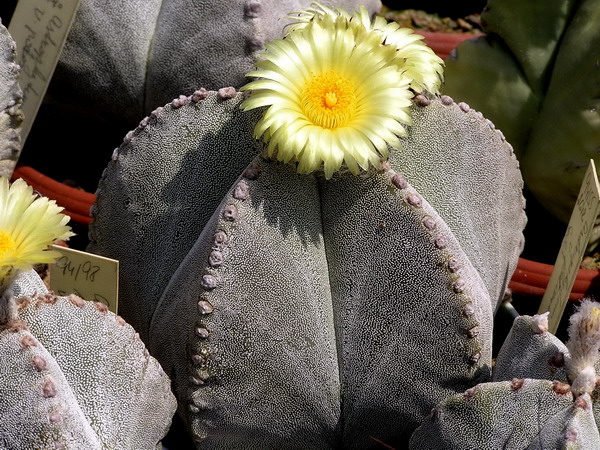 Biskupská čepice 3 (Astrophytum myriostigma) „biskupská čepice“