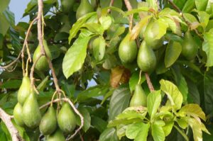 Avokado persea americka Persea americana