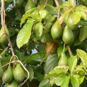 Avokádo, persea americká (Persea americana)