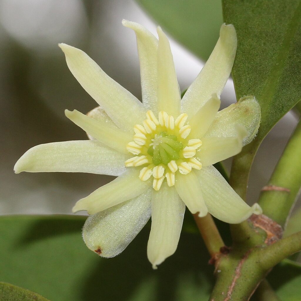 Badyáník posvátný (Illicium anisatum)