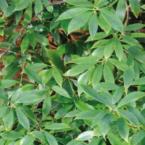 Badyáník pravý (Illicium verum)