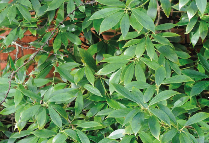 Badyáník pravý (Illicium verum)