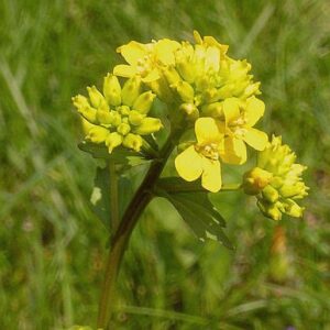 Barborka (Barbarea vulgaris)