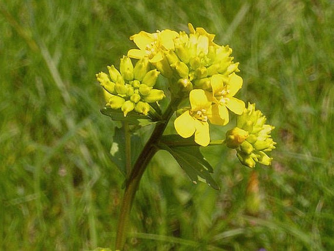 Barborka (Barbarea vulgaris)