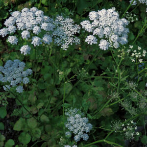 Bedrník anýz (Pimpinella anisum)