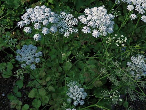 Bedrník anýz (Pimpinella anisum)