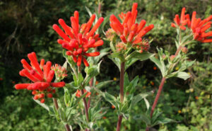 Bouvardie (Bouvardia)