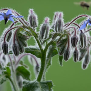 Brutnák lékařský (Borago officinalis)