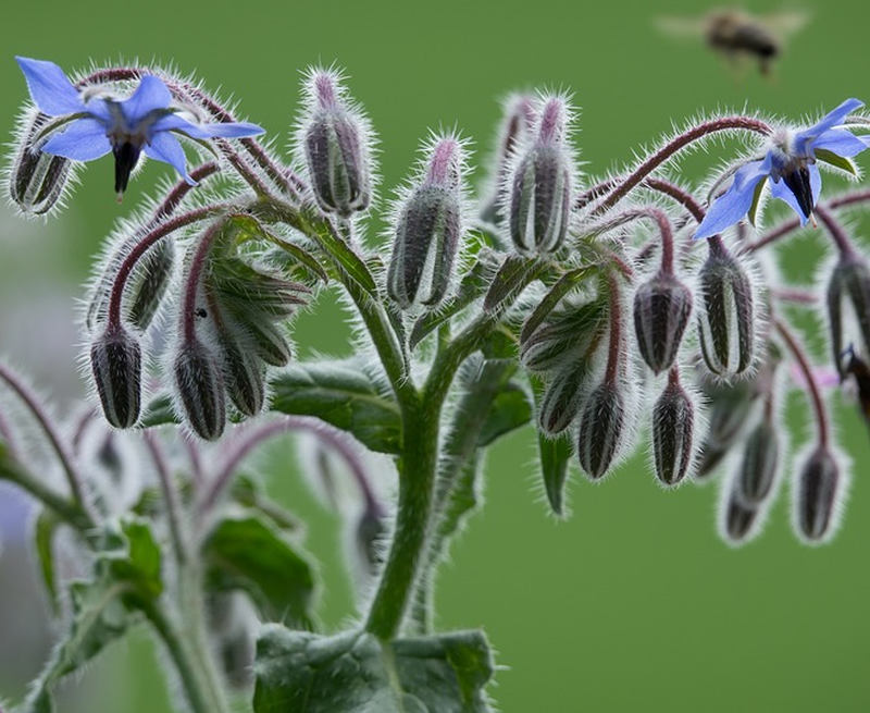 Brutnák lékařský (Borago officinalis)