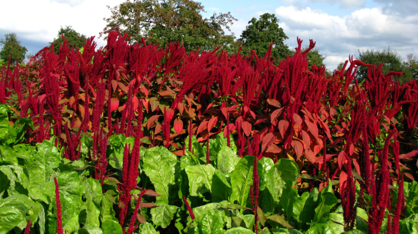 Zornice 3 Laskavec (Amaranthus hypochondriacus) 'Roter Dom'