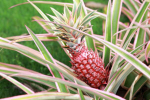 Pestrolistý ananas (Ananas comosus 'Variegatus')
