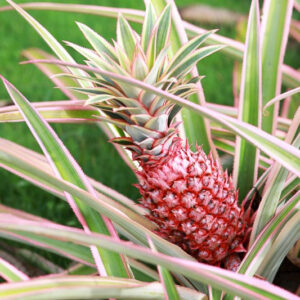 Pestrolistý ananas (Ananas comosus 'Variegatus')
