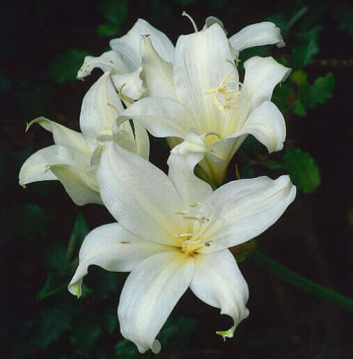 Zornice 2 Zornice (Amaryllis bella-donna) ‘Hathor’
