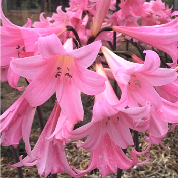Zornice 1 Zornice (Amaryllis bella-donna)