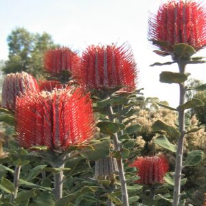 Banksia coccinea