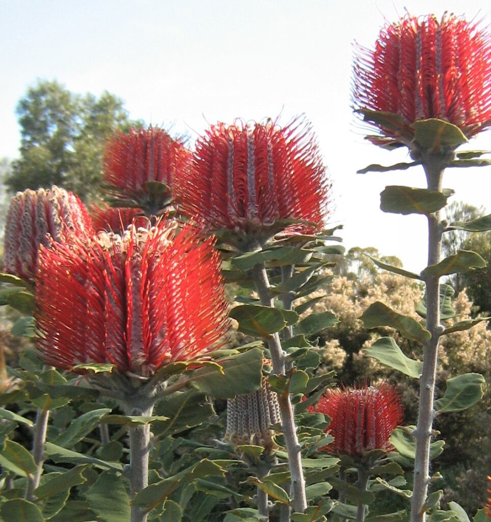 Banksia coccinea