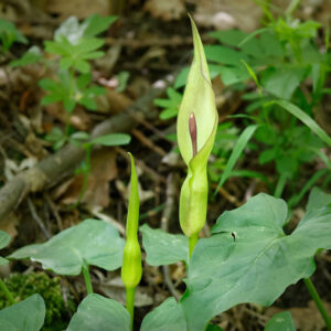 Árón východní (Arum orientale)