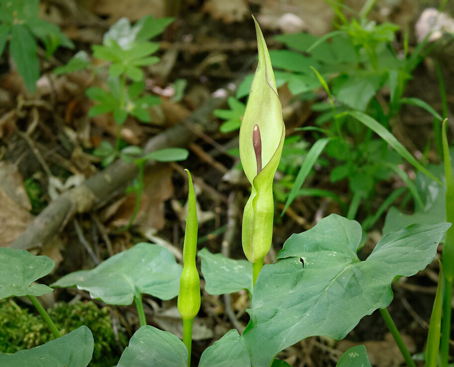 Árón východní (Arum orientale)