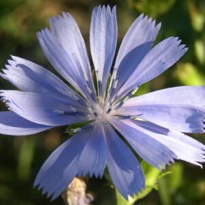 Čekanka obecná (Cichorium intybus)