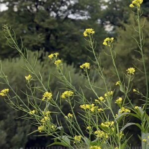 Černá hořčice (Brassica nigra)