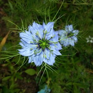 Černucha setá (Nigella sativa)