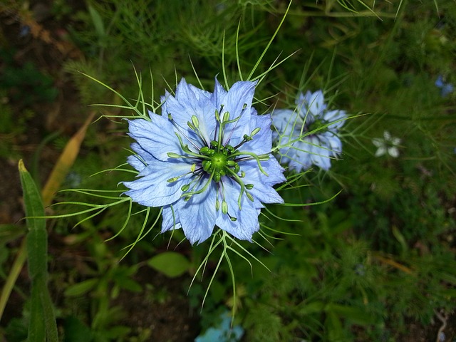 Černucha setá (Nigella sativa)