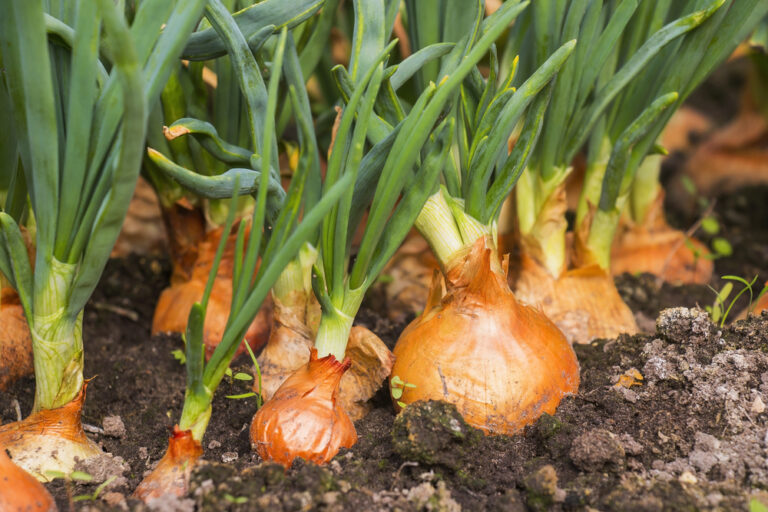 Okurkový salát 9 Cibule kuchyňská (Allium cepa) na záhoně
