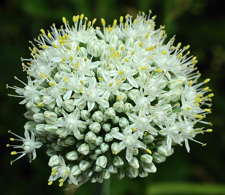 Cibule kuchyňská (Allium cepa)