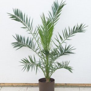 Datlovník (Phoenix)