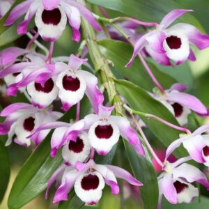 Dendrobium nobile